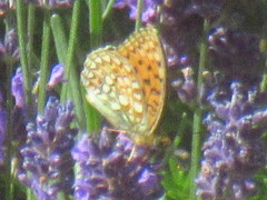 Argynnis niobe