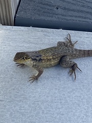 Leiocephalus carinatus