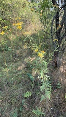 Jacobaea grandidentata