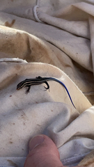 Plestiodon fasciatus