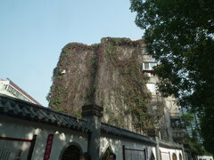 Parthenocissus quinquefolia