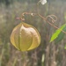 Lesser Balloon Vine - Photo (c) Matthew Friant, some rights reserved (CC BY-NC), uploaded by Matthew Friant