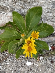 Senecio pseudoarnica