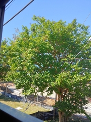 Lagerstroemia indica