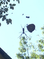 Araneidae
