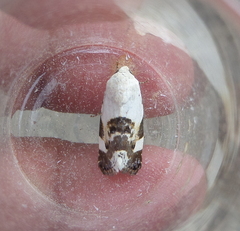 Acontia lucida