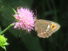 Erebia ligea