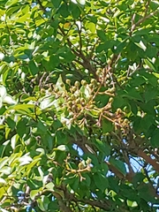 Lagerstroemia indica