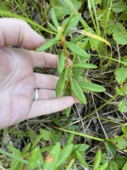 Rhododendron groenlandicum