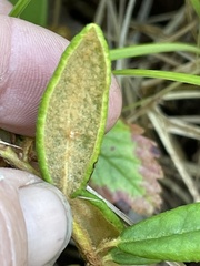 Rhododendron groenlandicum