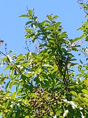 Lagerstroemia indica