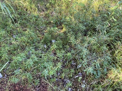 Rhododendron groenlandicum