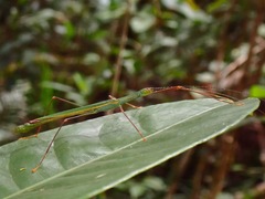 Paranecroscia