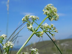 Galium lucidum