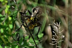 Proctacanthus milbertii