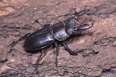Serrognathus consentaneus