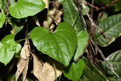 Zehneria