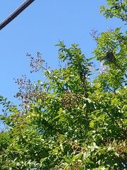 Lagerstroemia indica