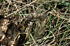 Proctacanthus milbertii