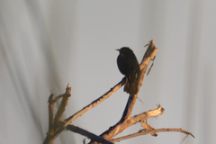 Icterus pyrrhopterus