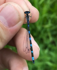 Coenagrion pulchellum