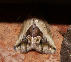 Lithacodia caffristis