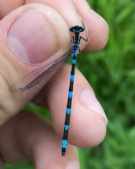 Coenagrion pulchellum