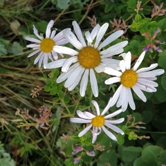 Anthemideae