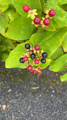 Hypericum androsaemum