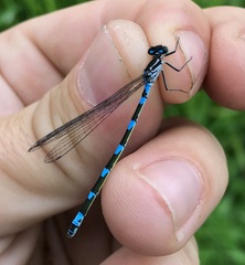 Coenagrion pulchellum