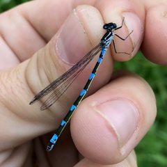 Coenagrion pulchellum
