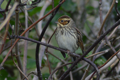 Emberiza pusilla
