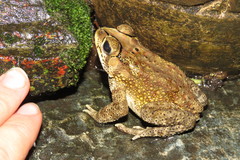 Duttaphrynus melanostictus