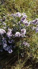 Amphithalea ericifolia