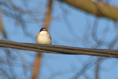 Tachycineta leucorrhoa