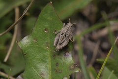 Tetrix bipunctata