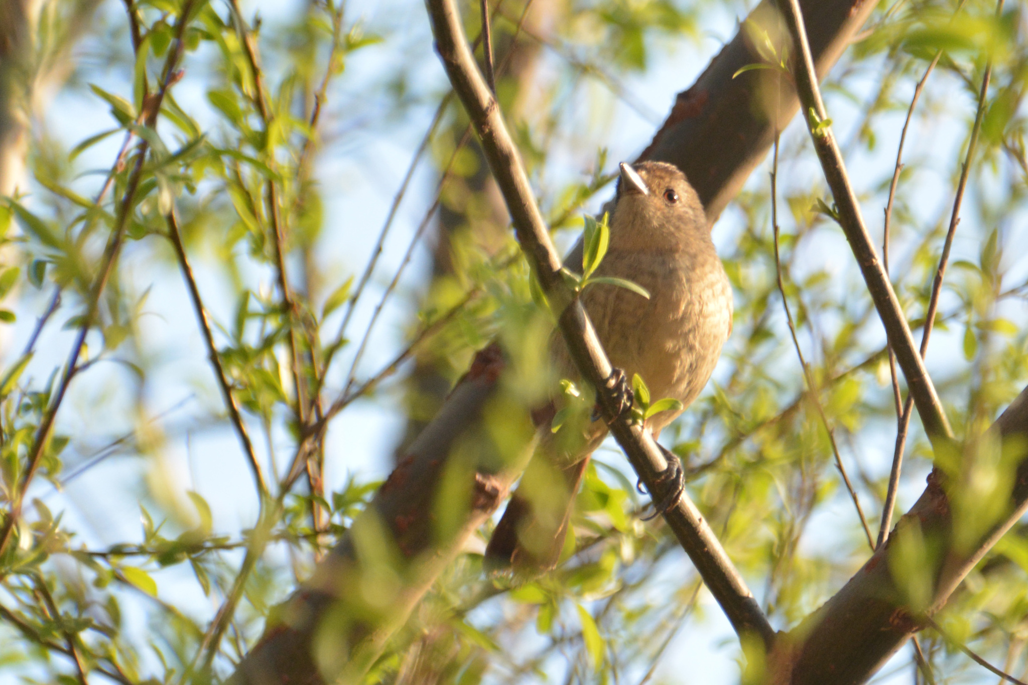 Rufous-capped Antshrike (Thamnophilus ruficapillus)