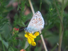 Polyommatus coridon