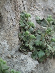 Marchantia polymorpha