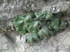 Marchantia polymorpha