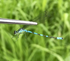 Coenagrion hastulatum