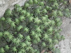 Marchantia polymorpha