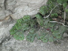 Marchantia polymorpha