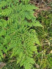 Dryopteris dilatata