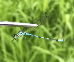 Coenagrion hastulatum