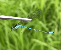 Coenagrion hastulatum