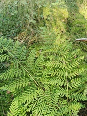 Dryopteris dilatata