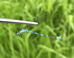 Coenagrion hastulatum