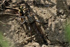 Proctacanthus milbertii