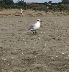 Ichthyaetus melanocephalus